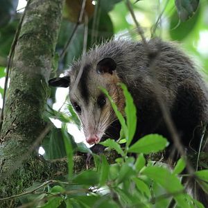 Common Opossum