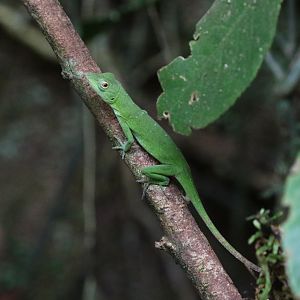 Green Tree Anole