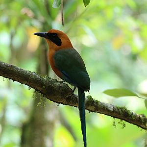 Rufous Motmot