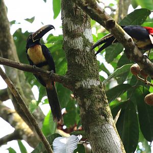 Collared Aracari
