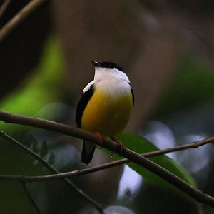 White-collared Manakin