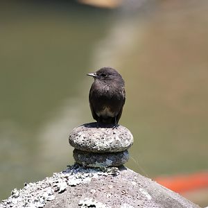 Black Phoebe