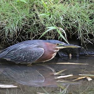 Green Heron