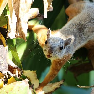 Variegated Squirrel