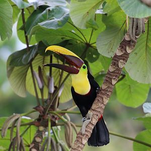 Yellow-throated Toucan