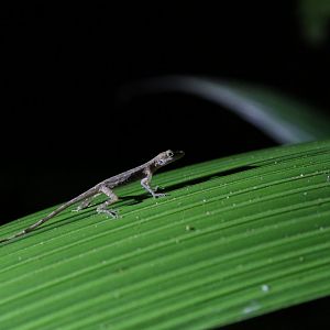 Slender Anole (probably...)