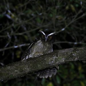 Crested Owl
