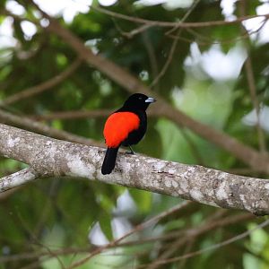 Cherrie's/ Scarlet-rumped Tanager