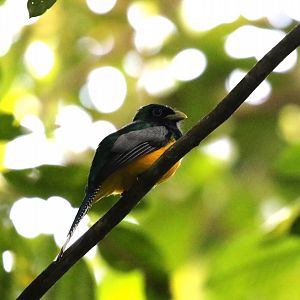 Black-throated Trogon