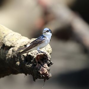 Blue-and-white Swallow