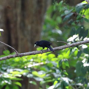 Scarlet-rumped Cacique