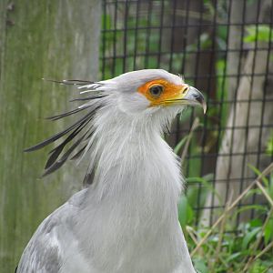 Secretarybird
