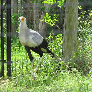 Secretarybird