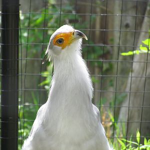 Secretarybird