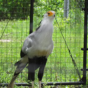 Secretarybird