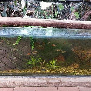 Aquarium in the bird house