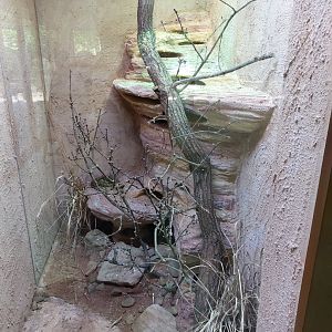 Terrarium for bluechinned roughscaled lizards (Sceloporus cyanogenys)