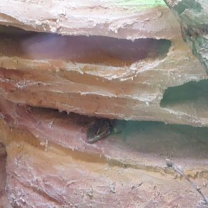 bluechinned roughscaled lizards (Sceloporus cyanogenys)