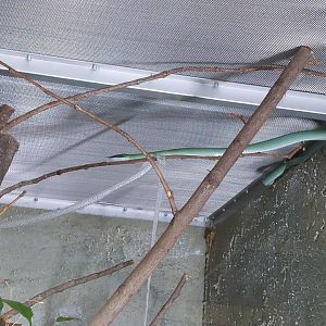 Rhinoceros snake (Gonyosoma boulengeri(