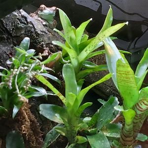 Mission golden-eyed tree frog[2] or Amazon milk frog (Trachycephalus resinifictrix)