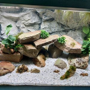 Aquarium for Lake Patzcuaro salamanders (Ambystoma dumerilii