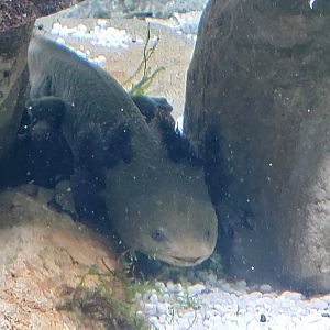 Lake Patzcuaro salamanders (Ambystoma dumerilii