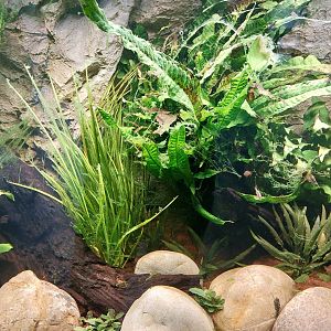 Aquarium for Gold ring butterfly suckers (Sewellia lineolata) and celestial pearl danio (Danio margaritatus)