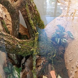 Terrarium for emerald cockroached (Corydidarum magnifica)