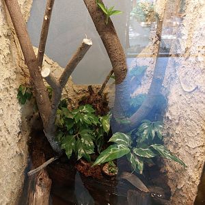 Paludarium for Vampire crabs (Geosesarma spe)