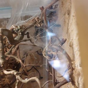 Terrarium for the Greenbottle blue tarantula (Chromatopelma cyaneopubescens)