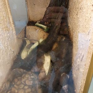 Terrarium for giant african snails (Lissachatina fulica)