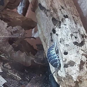 Titan isopods (Porcellio hoffmanseggi)