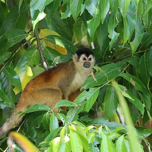 Central American Squirrel Monkey