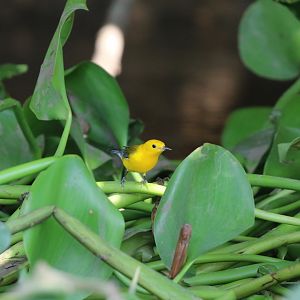 Prothonotary Warbler
