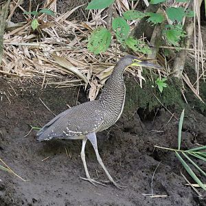 Bare-throated Tiger Heron