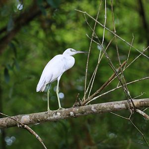 Little Blue Heron