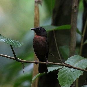 Black-cheeked Ant-Tanager