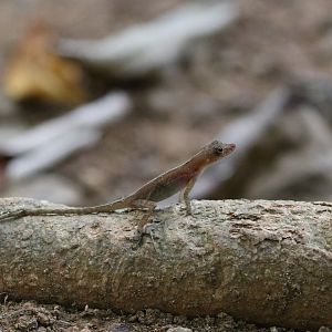 Osa Anole (possibly.....)