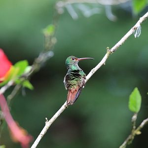 Rufous-tailed Hummingbird