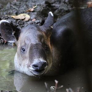 Baird's Tapir