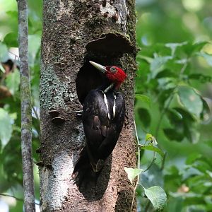 Pale-billed Woodpecker