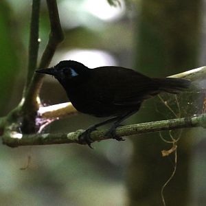 Chestnut-backed Antbird