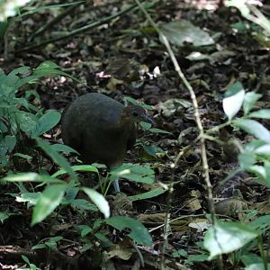 Great Tinamou