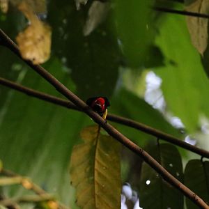 Red-capped Manakin
