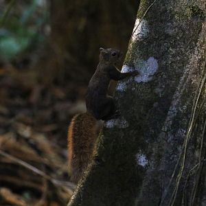 Red-tailed Squirrel