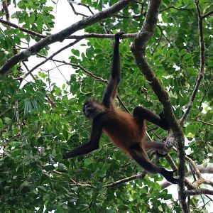 Geoffroy's Spider Monkey