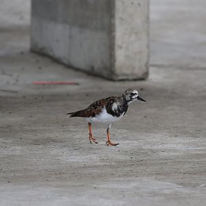 Ruddy Turnstone
