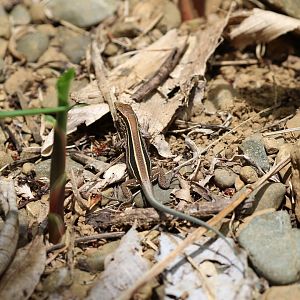 Four-lined Whiptail