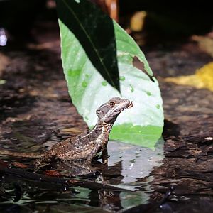Brown Basilisk