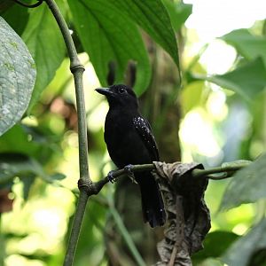 Black-hooded Antshrike